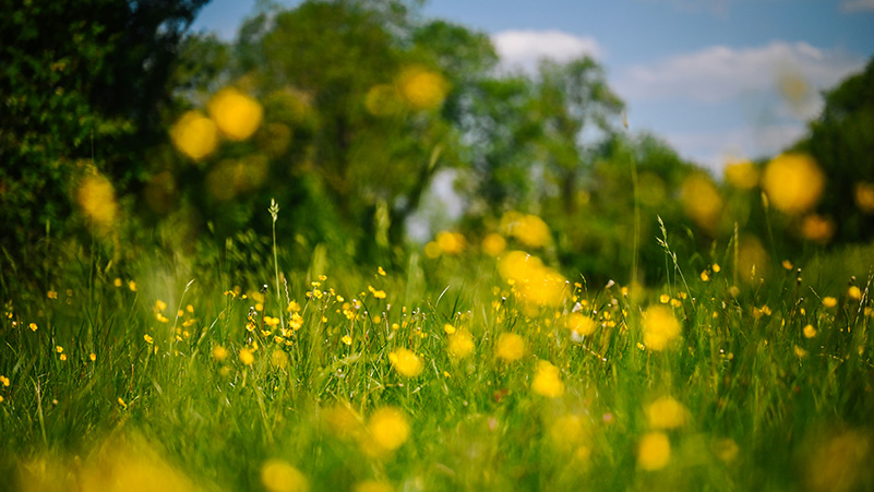 Sun shining on green grass